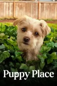 《小狗广场第二季》：萌宠治愈回归！温情陪伴，笑料不断，家庭欢乐新篇章